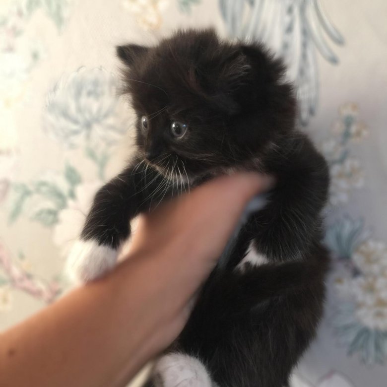 Кошки авито нижний новгород