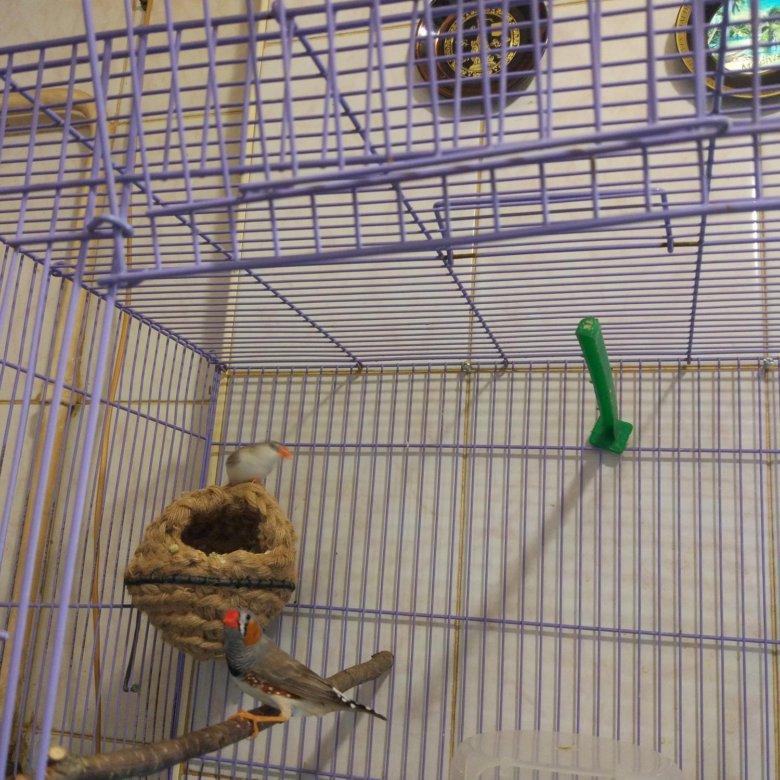 кеша зоомагазин казань. зоомагазин амадин. крик амадин. фиори амадины. японские амадины пение.