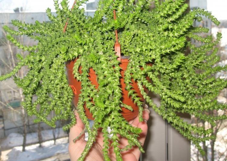 Flammendes Käthchen, Kalanchoe (Kalanchoe blossfeldiana) Plants, Planting succul