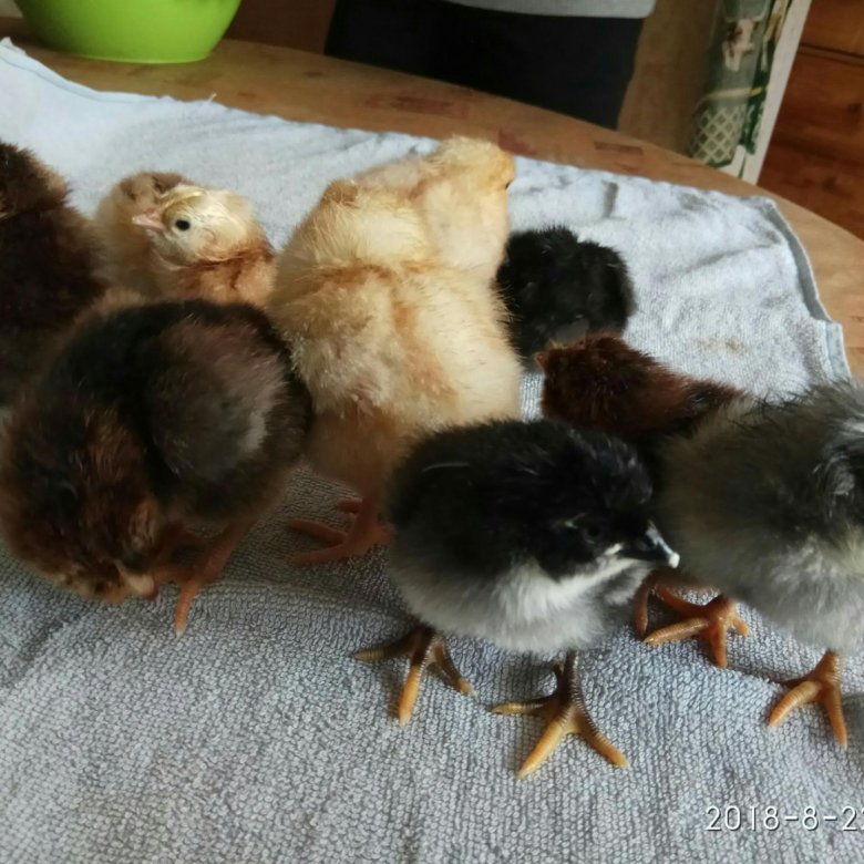 Суточные цыплята – купить в Санкт-Петербурге, цена 50 руб., продано 15  сентября 2018 – Птицы
