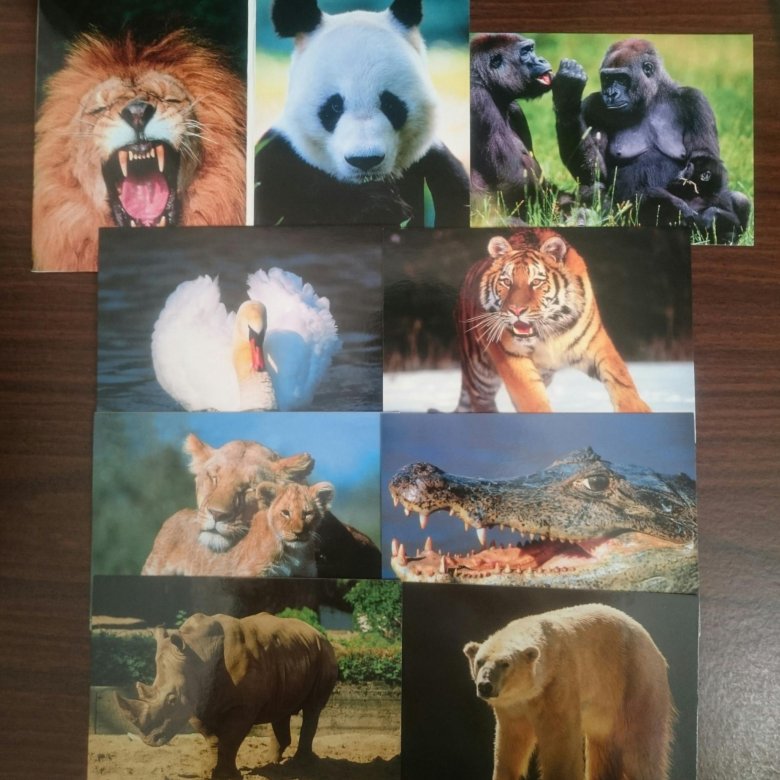 Набор открыток зоопарк