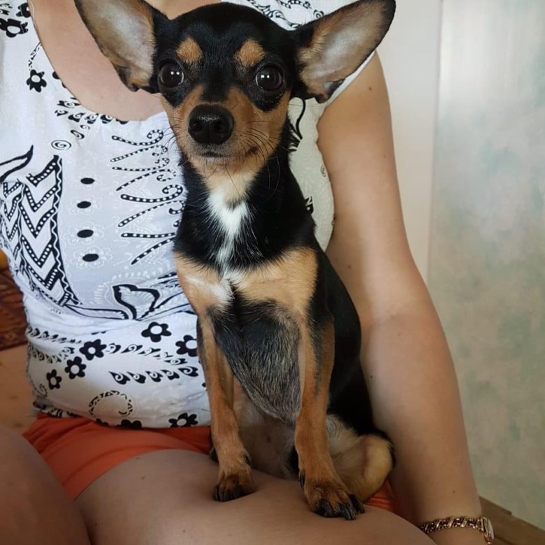 Мини той терьер черный с подпалом. Щенки той терьера фото. Той терьеры в иркутске. Той терьеры в иркутске. Той терьеры в иркутске.