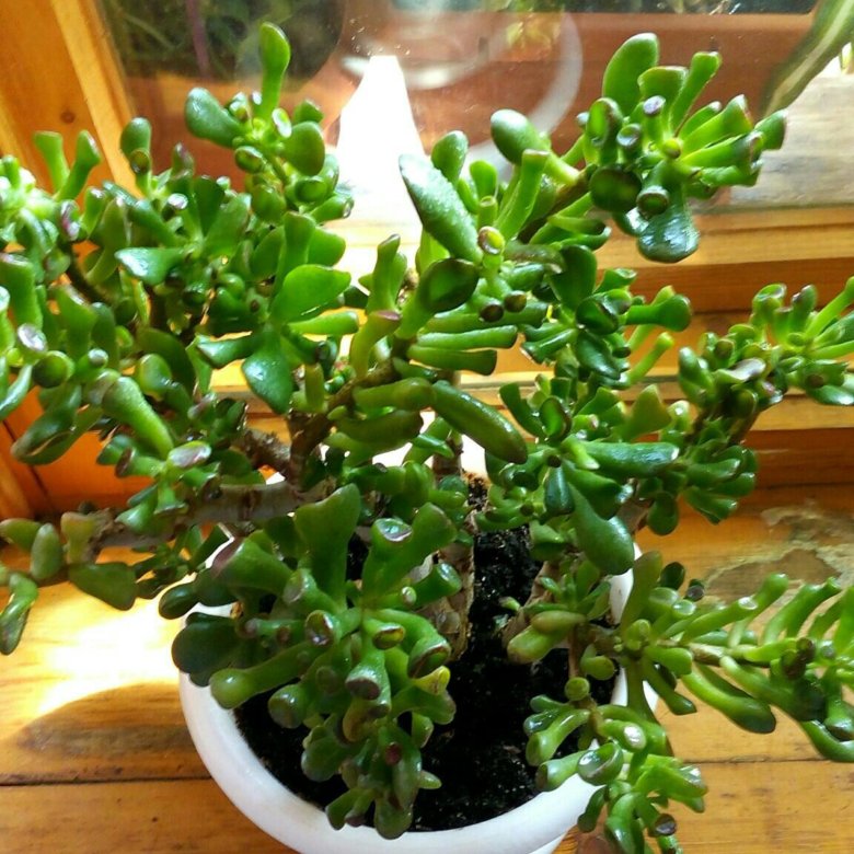 Крассула овата хоббит. Crassula ovata Hobbit. Денежное дерево Крассула Хоббит. Крассула ovata Hobbit Овата Хоббит.