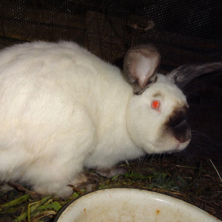 Котята старый оскол. Авито старый оскол животные. Таксы в добрые руки симферополь, севастополь. Крольчата мясных пород 1 месяца жизни. Старый оскол котята в хорошие руки.