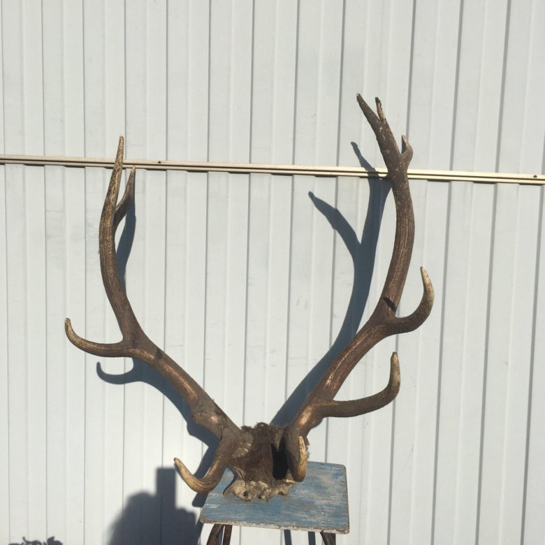 Рога изюбря. Рога оленя лося и марала. Молодые рога марала 5. Молодые рога марала 5. Молодые рога марала 5.