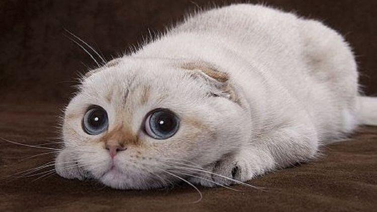 Смешные котики смотреть онлайн бесплатно в хорошем качестве
