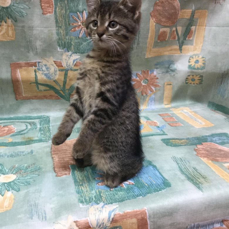 Авито ковров котята. Кошки в Коврове. Котята в Чуровском. Маленькие кошки в Коврове. Ретро ковер с котятами.