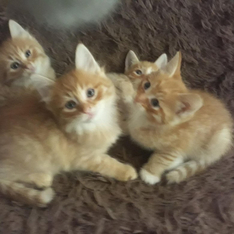 Помесь Мейн Куна И Обычной Кошки Фото