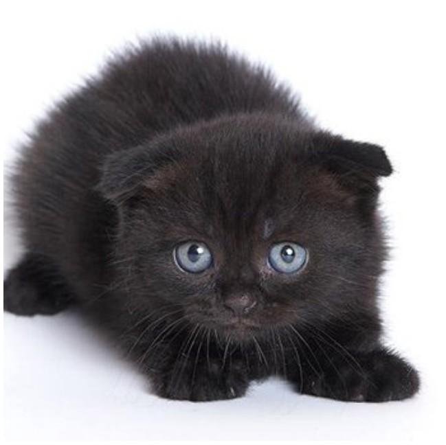 Черная вислоухая кошка