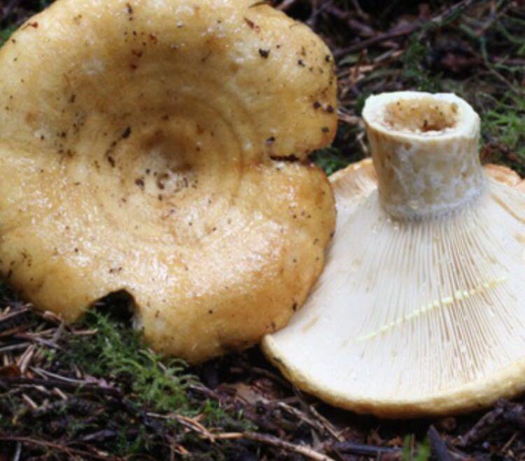 Грузди фото и описание. Правский груздь. Груздь жёлтый Lactarius scrobiculatus. Гриб правский груздь. Lactarius scrobiculatus.