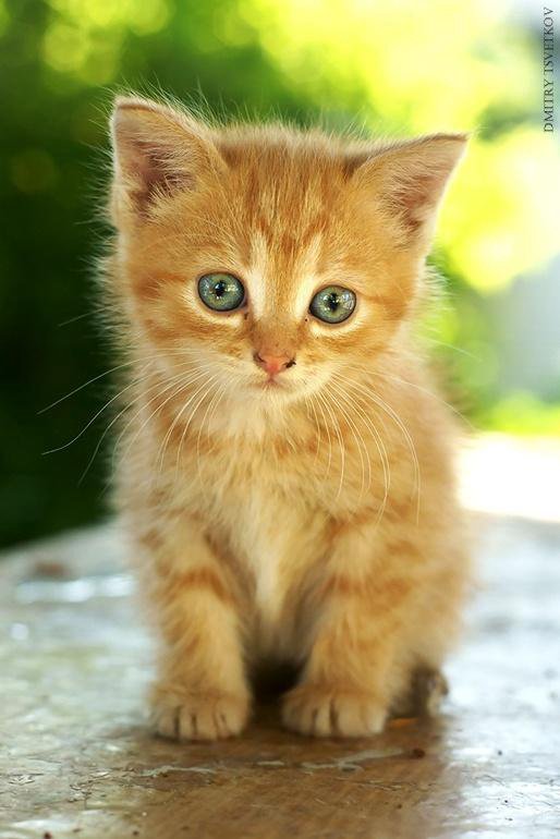 Маленькие котики картинки