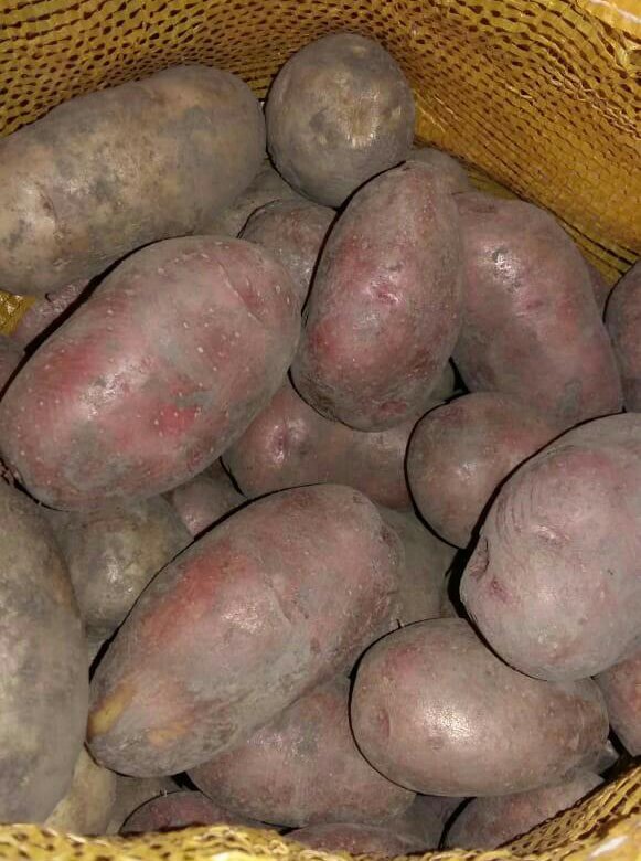 Купить картофель в ставропольском. Курящая картошка. Купить картофель крашенный под камни. Бабкина картошка купить. Купить кроссовки картошка.