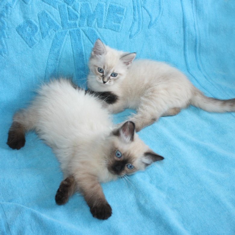 Невские котята в москве