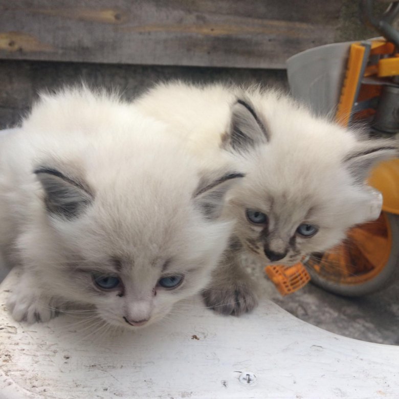 Котика авито барнаул. Юла для кошек. Юла отдам котят в добрые руки котика. Авито Барнаул животные.