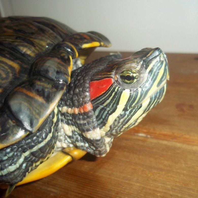 Как выглядит черепаха без панциря: описание, особенности и интересные факты