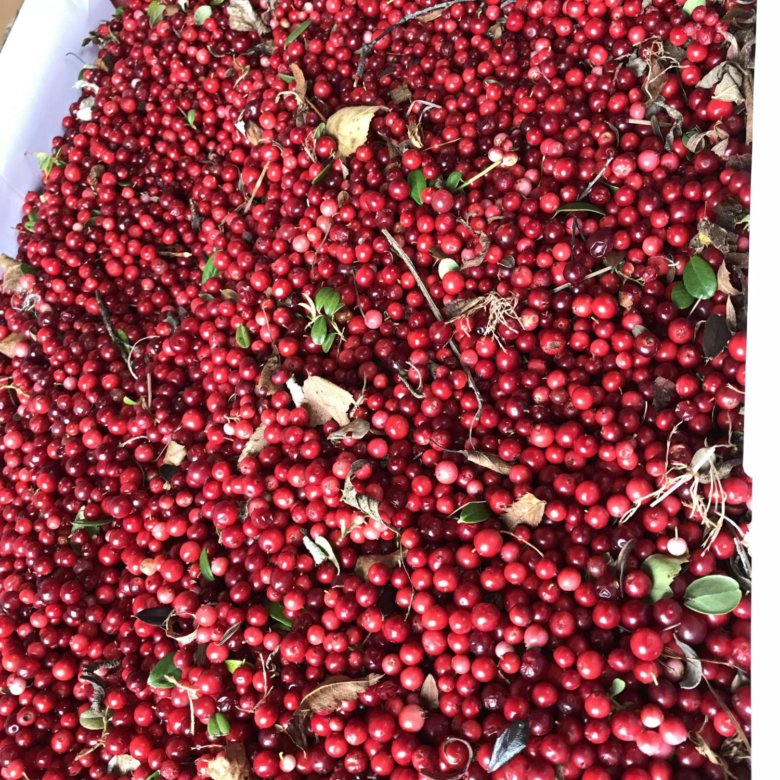 Брусника ред перл. Производство брусники. Производство брусники. Брусника развесная 1кг. Брусника в ведре.