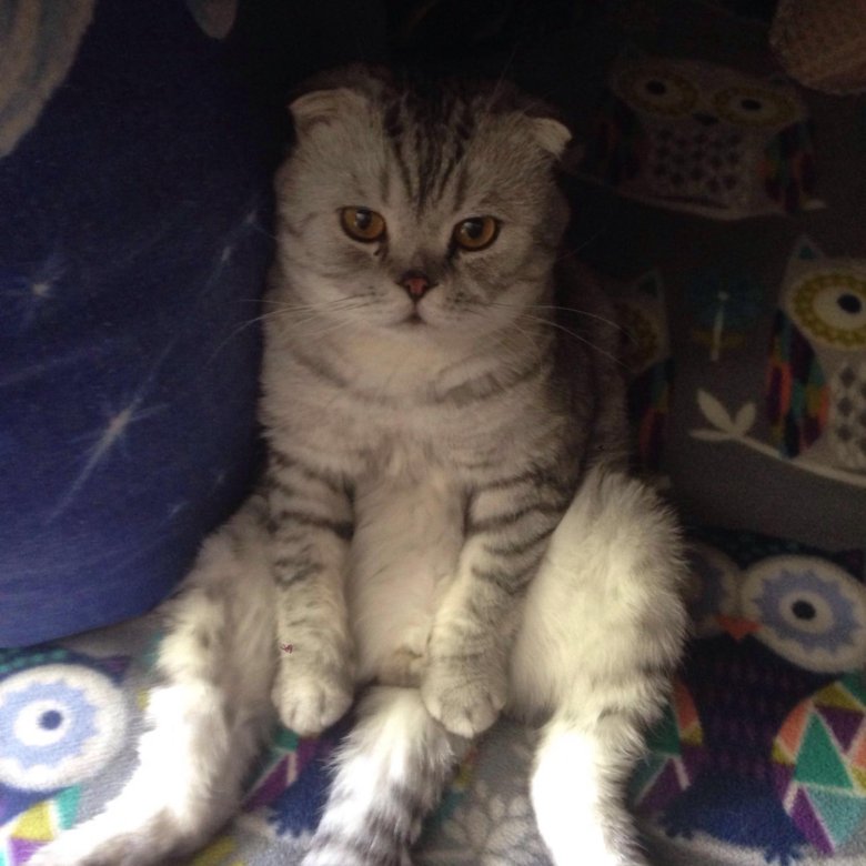 !!!Коты для вязки !!! – купить в Москве, цена 2 000 руб., продано 16 ...