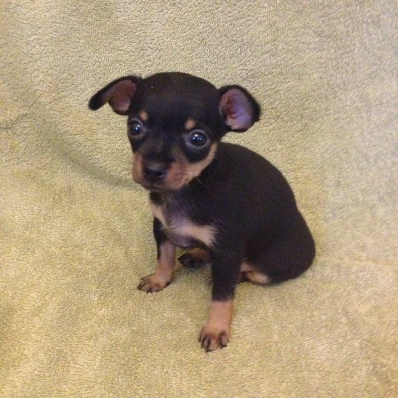 Русский той терьер гладкошерстный стандарт. Авито собаки мини той терьер. Той терьер черно подпалый гладкошерстный. Авито собаки той терьер мини. Тойчик черный подпалый.