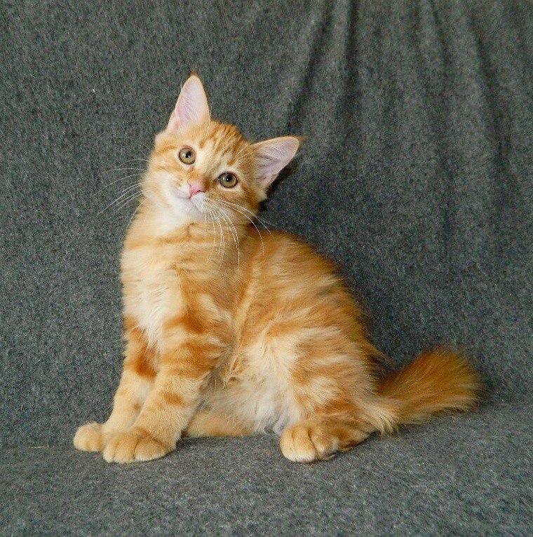 Бобтейл Кошка Фото Рыжий