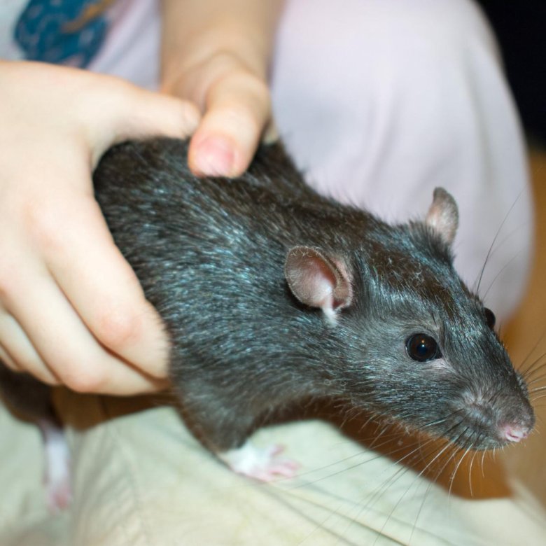 Большие крысы купить. Огромная домашняя крыса. Большая крыса название домашняя. Крысы в Новосибирске.