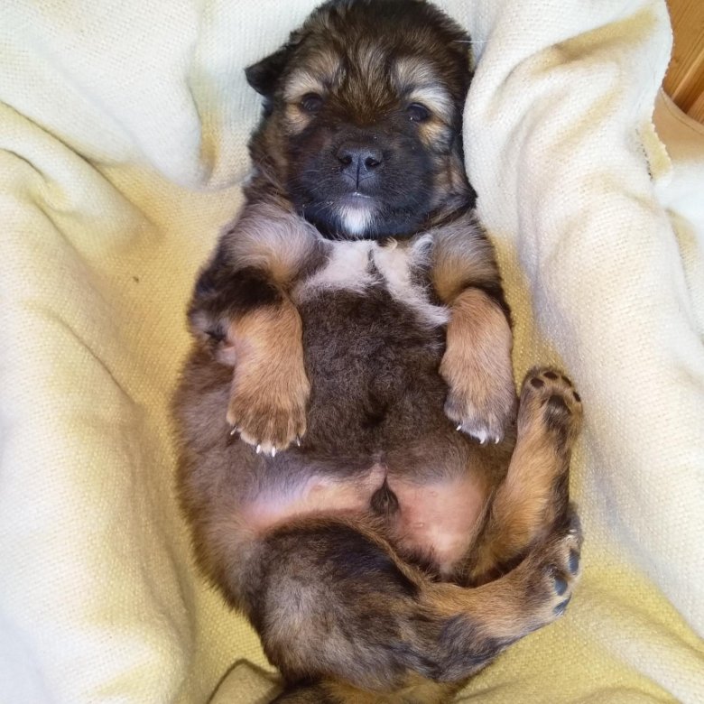 Щенок 1 час. Щенок таксы 2 месяца. 5 месяца. Щенок 1 месяц. Щенок первый день в новом доме.