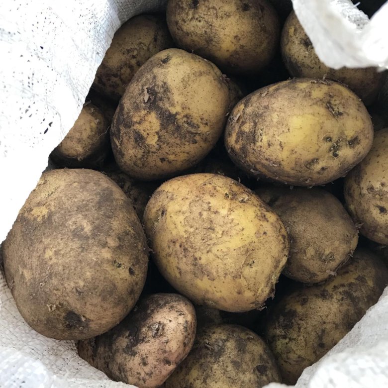 семенной картофель винета. сорт картофеля колетте. картошка картинка. семенной картофель винета. колетт картофель.