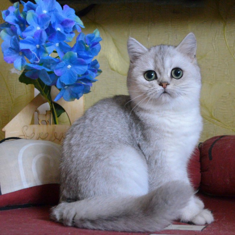 Серебристая Шиншилла Кошка Фото