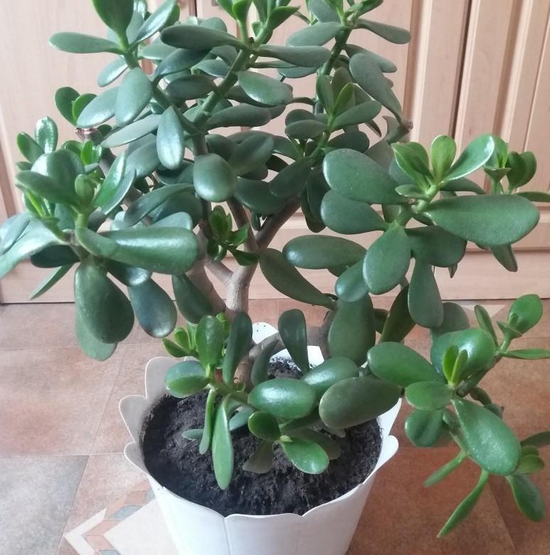 семена денежного дерева