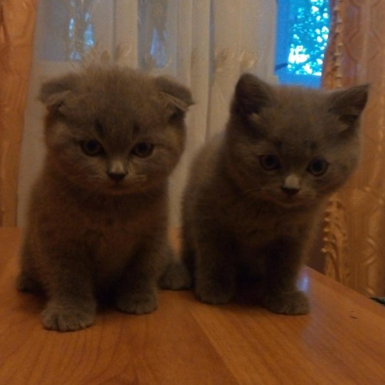 Авито Британские Котята Фото