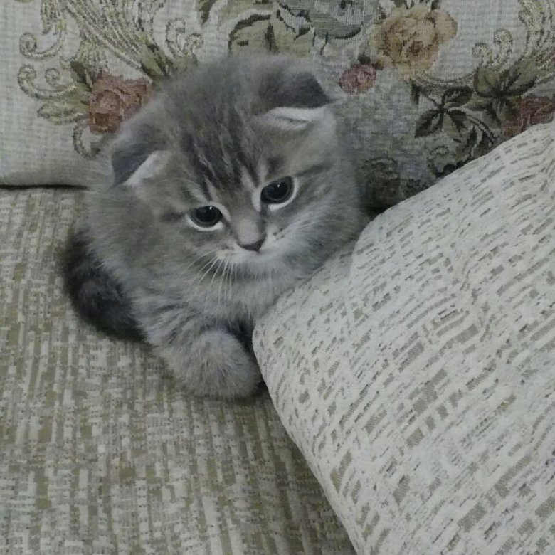 Авито волгоград животные в добрые руки. Авито волгоград животные в добрые руки. Авито волгоград животные в добрые руки. Авито волгоград собаки. Авито волгоград животные в добрые руки.