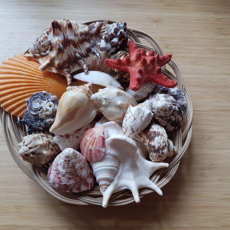 декоративный аквариум с ракушками. набор ракушек с морской звездой купить. комплект ракушка. ракушки в интерьере. большой набор ракушек.