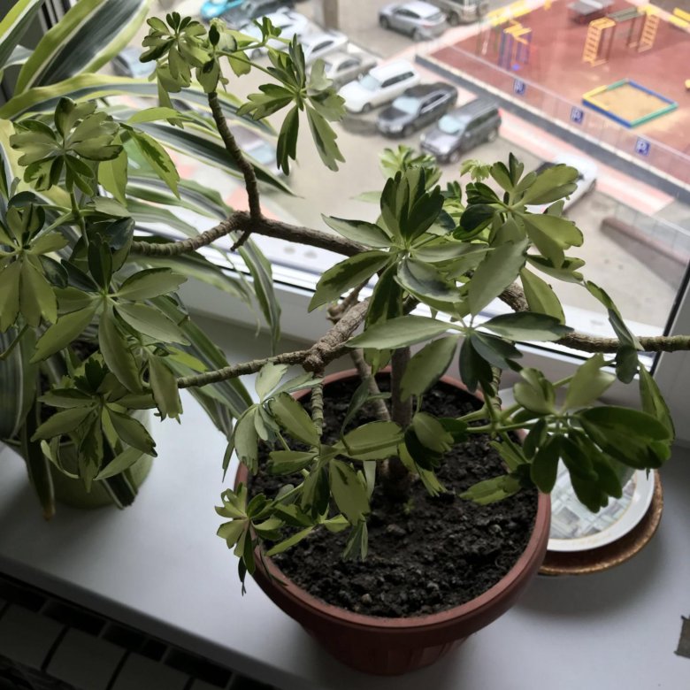 Кашпо для шефлеры. Шефлера. Драцена шефлера. Шеффлера джемини. Посадка шефлеры.