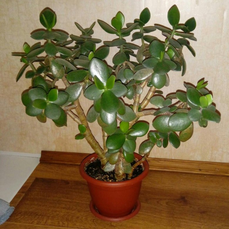 почему не растет денежное дерево