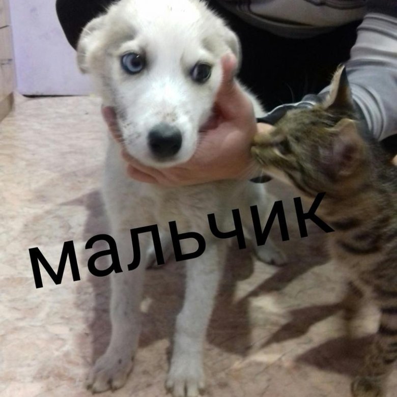 Милую не отдают