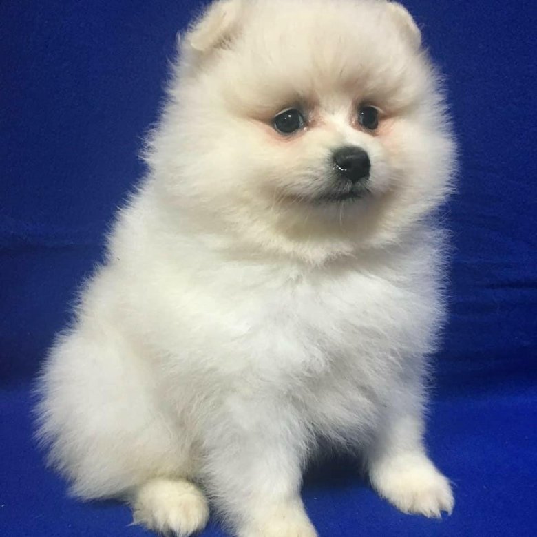 шпиц чита. купить собаку на авито шпиц недорого в кузнецке. собачек шпиц в приютах. мини шпицы в чите. щенки шпицев пермь.