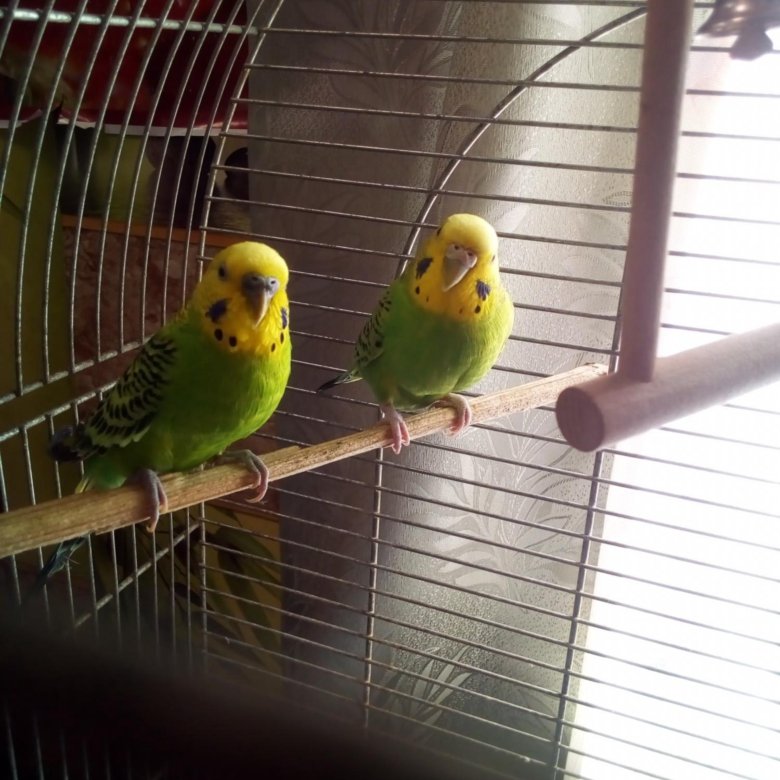 птицы попугаи волнистые. попугай волнистый попугай. попугай дома. клетка для волнистого попугая. попугай зеленый волнистик.