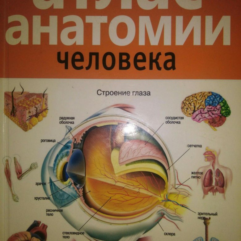 Атлас по анатомии. Атлас анатомии человека Рипол Классик. Анатомический атлас человека. Человек: атлас.. Большой атлас анатомии человека.