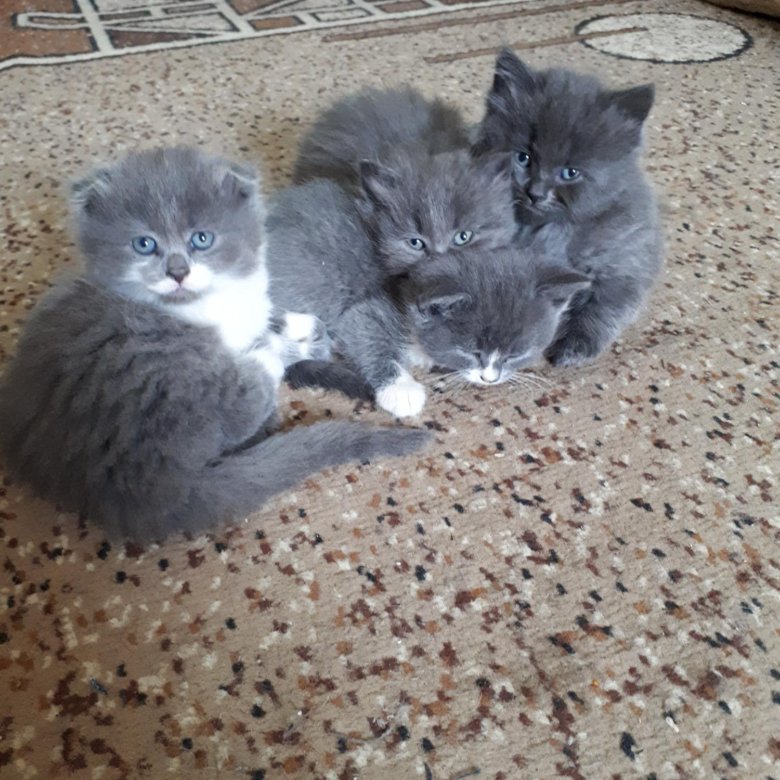 Авито Британские Котята Фото