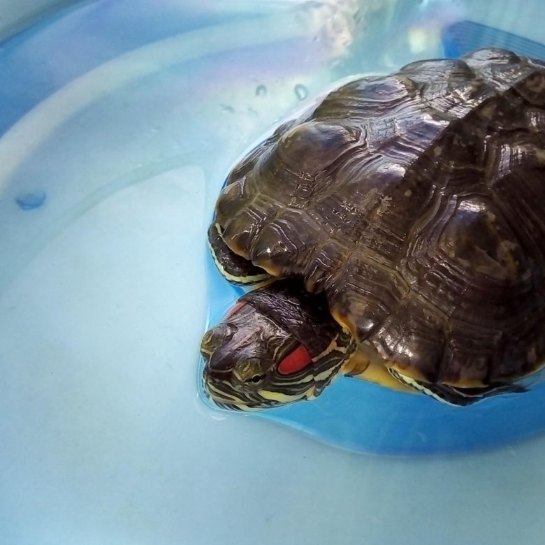 Черепахи без воды. Красноухая черепаха. Водяная черепаха. Водные черепахи. Тигровая водяная черепаха.