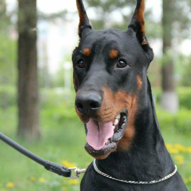 ркф доберман