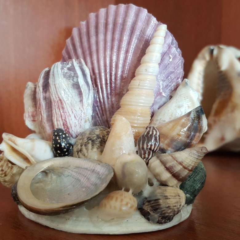 ракушки бу. 5 0. мешок с ракушкой фото. гребешок черноморский черного моря. маленькие ракушки.