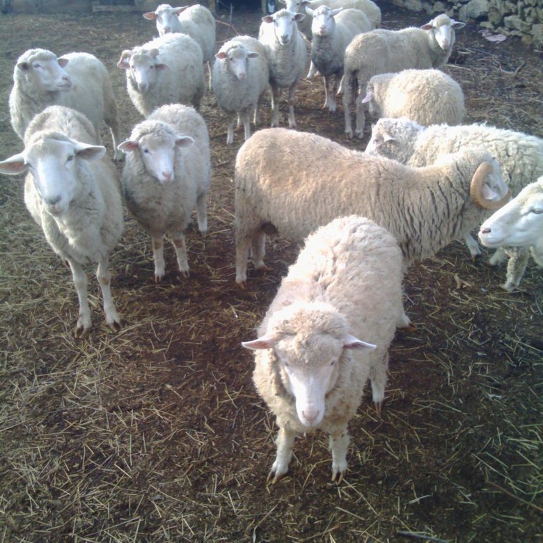 Купить овец омск