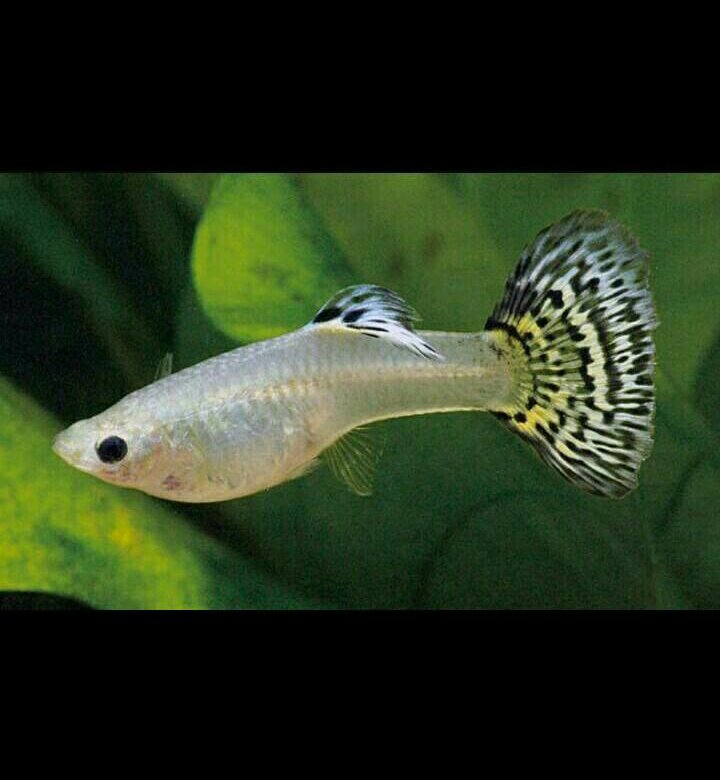 Малек гуппи черного цвета. Род гуппи. Гуппи рыбки самка беременна. Гуппи эндлера. Гуппи.