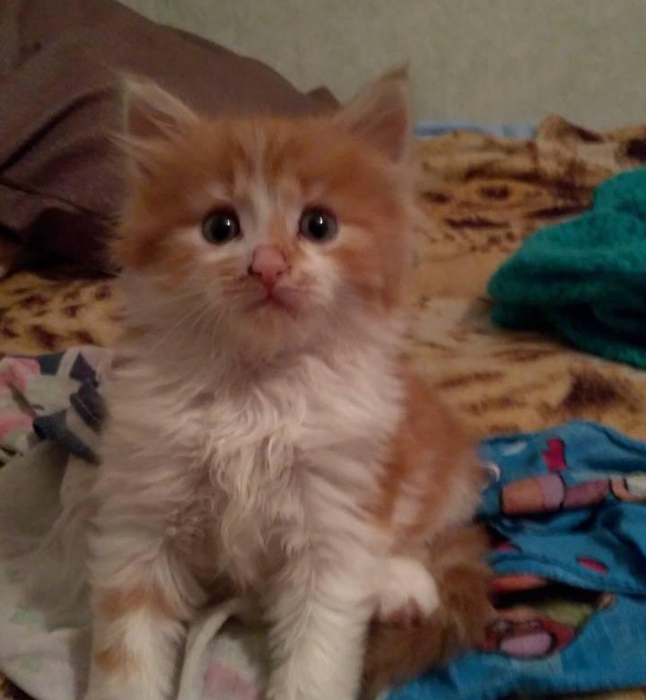котята даром в кронштадте. котята в коломне бесплатно. приют котик, химки. мини котёнок британский. котята в добрые руки северодвинск.