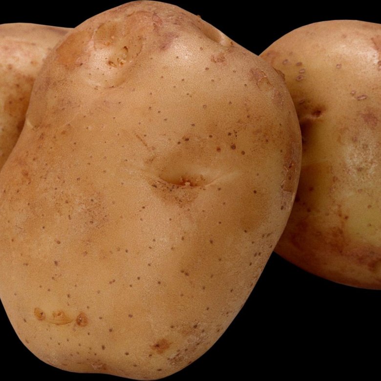 Аленка картошка. Картофелина. Фото картофеля Аленка.
