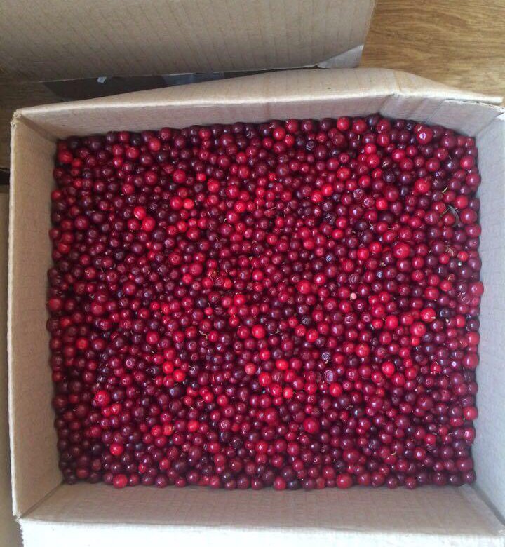 Брусника продам. Брусника мороженная. Брусника свежая. Брусника в якутии. Брусника замороженная 1 кг.