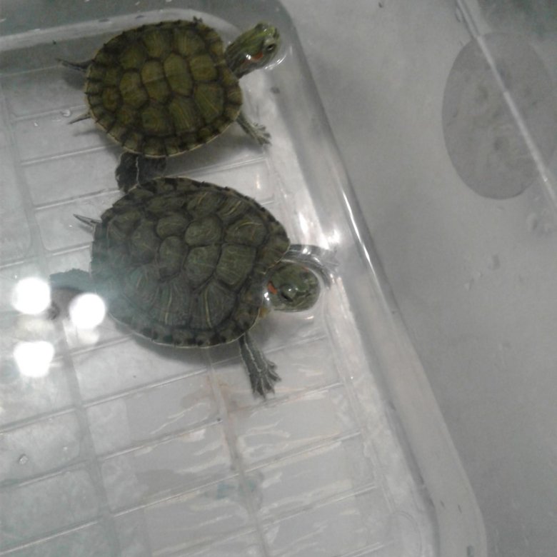 Маленькие черепашки в аквариуме. Красноухая болотная черепаха. Черепашки как за ними ухаживать. Черепаха красноухая черепаха. Черепашки как за ними ухаживать.