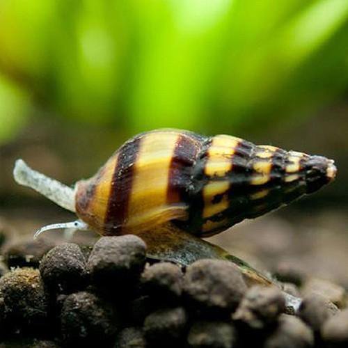 Cepaea vindobonensis - Улитки, пиявки и прочие беспозвоночные - Форум Tropica.RU
