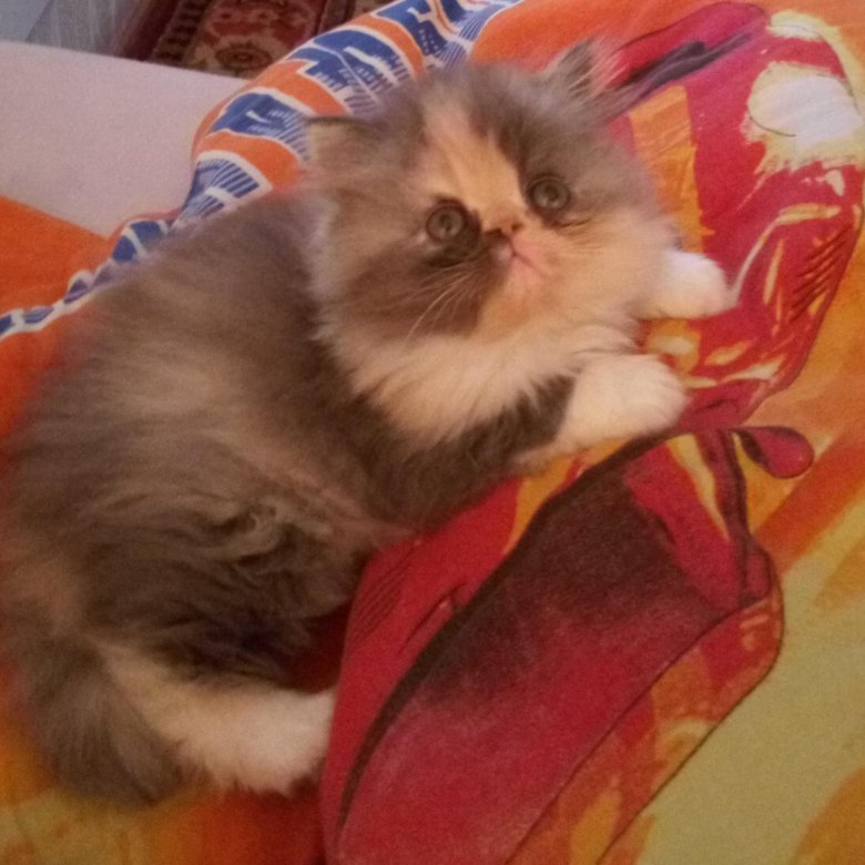Авито Балаково Купить Котенка С Фото