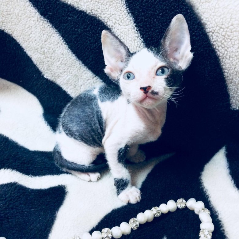 Браш Кошка Фото